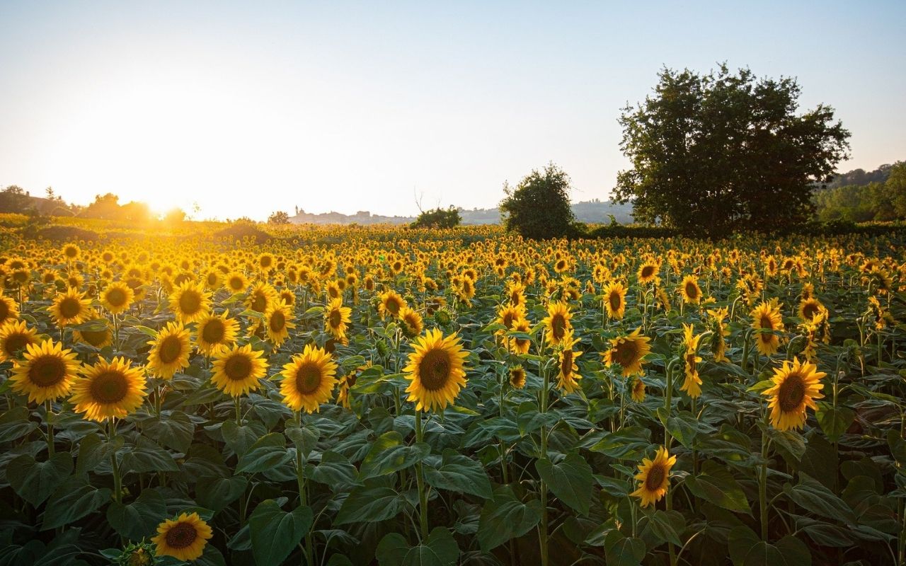 campo de girasoles